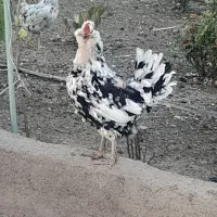 مرغ گلین فول فول