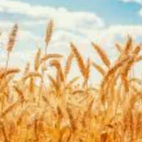 زمین کشاورزی در کوی شهید ترکی