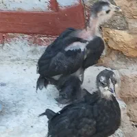 ساعت جوجه ای|ساعت|زابل, |دیوار