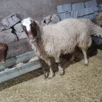 گوسفند و بره