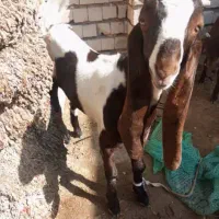 گوسفند دزدیده شده بخاطر خدادیدین اطلاع 2500مژدگ|حیوانات|ایرانشهر, |دیوار