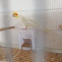 دوجفت لوتینومولد تضمینی معاوضه باگرینچیک اوقون فری|پرنده|گنبد کاووس, |دیوار