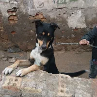 سگ نگهبان|سگ|اهواز, کارون|دیوار