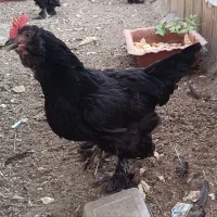 مرغ تخمگذار مرندی|حیوانات مزرعه|ری, حمزهآباد|دیوار