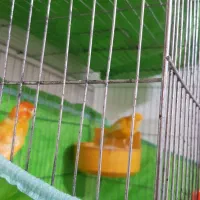 قناری نرو ماده|پرنده|بهبهان, |دیوار