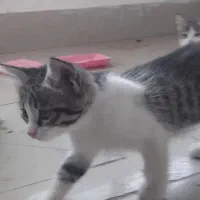 گربه