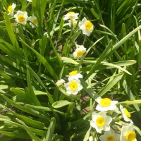 پیاز گل نرگس نهال زرشک قهستان نهال عناب نهالستان|عمدهفروشی|اصفهان, کوی شهید کشوری|دیوار