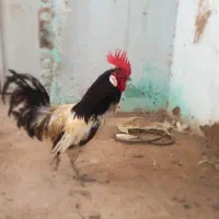 خروس لاکلندر قیمت مناسب