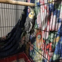 عروس هلندی|پرنده|بندرعباس, |دیوار