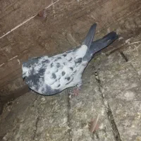 چند کبوتر سرحال|پرنده|هشتگرد, شهرک اداری|دیوار