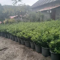 یاس هلندی|گل و گیاه طبیعی|کلاچای, |دیوار