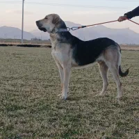 آماده جفت گیری