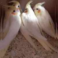 عروس هلندی|پرنده|قم, شاه سید علی|دیوار