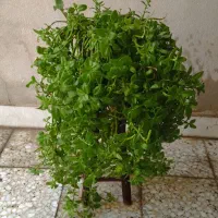 گل های چهارفصل