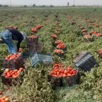 نیازمند کارگر گوجه چین|استخدام صنعتی، فنی، مهندسی|کبودرآهنگ, |دیوار