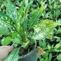 گل آگلونما|گل و گیاه طبیعی|اطاقور, |دیوار