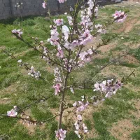 باغ-نصف-قیمت
