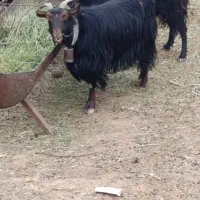 گوسفند|حیوانات مزرعه|آباده, |دیوار