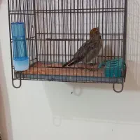 سهره شاه تخم مست بخون|پرنده|کرج, کوی امامیه|دیوار