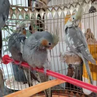 ۵ عدد عروس هلندی