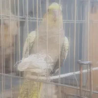 فروش عروس هلندی ماده