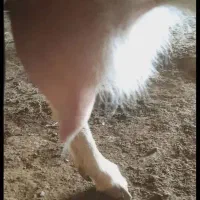 بزسانن با بزغاله|حیوانات مزرعه|مشهد, امین آباد|دیوار