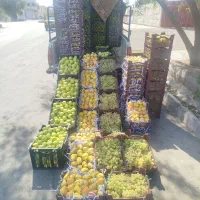 انگور گلابی سیب درختی حراج واقعی براتنظیم بازار