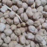 نخود بهاره 40گونی