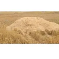 کاه گندم