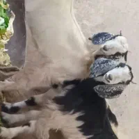 بز  جوان وکمر پر