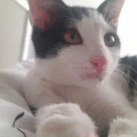 گربه|گربه|قم, باجک سه|دیوار