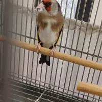 سهره چونه سفید ایوب رحمتی