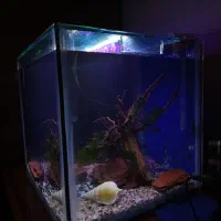 آکواریوم شیشه ۶ میل با تمامی وسایل|ماهی|کرمان, |دیوار