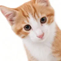 گربه|گربه|ورامین, ورامین|دیوار