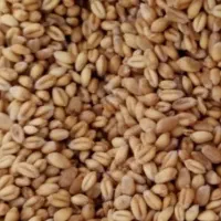 فروش گندم پیشگام