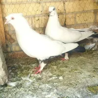 خرگوش و کفتر وقناری
