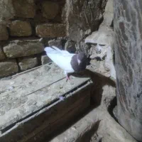 کله دار|پرنده|کبودرآهنگ, |دیوار