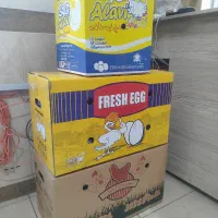بسته بندی تخم مرغ