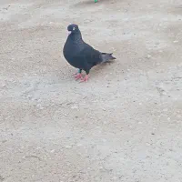 شادگان