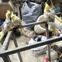 عروس هلندی طاووسی