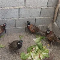 فروش مرغ آمریکایی