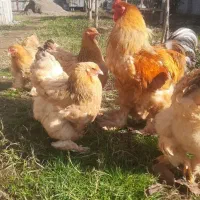 تخم برهما|حیوانات مزرعه|رشت, نظری|دیوار