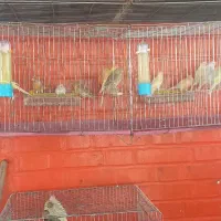 قناری بخون|پرنده|مسجد سلیمان, |دیوار