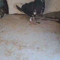 ماده چپ سیاه ماده خوشرنگ سیاه گلدار|پرنده|شیراز, شهرک مفتح|دیوار