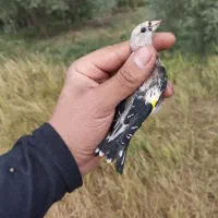 سهره جوجه خرم آبادی قناری