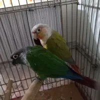 ۲ تا طوطی گرینچیک نر و ماده