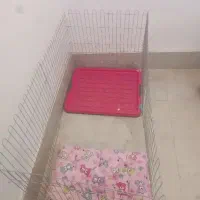 پامرانین گمشده|حیوانات|مشهد, حضرت حجت|دیوار