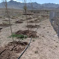 آبیاری قطره ای و فضای سبز روف گاردن|خدمات باغبانی و درختکاری|قم, شهرک قدس|دیوار