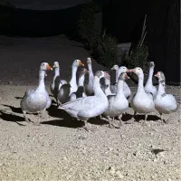 ۱۴ عدد غاز بالغ