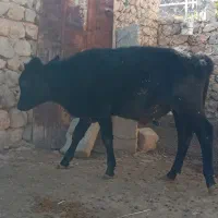 گاو نر|حیوانات مزرعه|منج, |دیوار